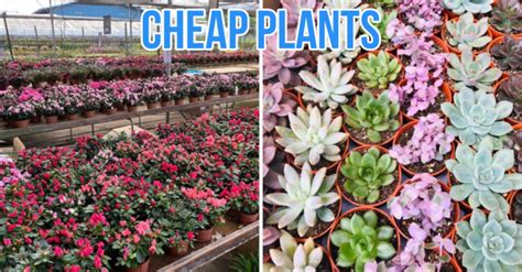 13 Plant Nurseries In Singapore For All Your Gardening Needs Sorted By 13 Plant Nurseries In Singapore For All Your Gardening Needs Sorted By
