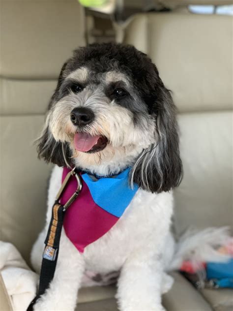 City Pet Grooming Updated May 2024 207 Photos 45 Reviews 410