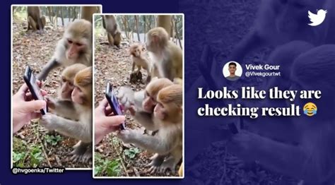 Mobile Monkey App Review Mobile Monkey App Review