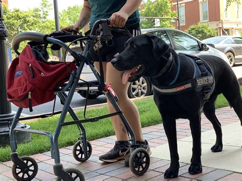 5 Ways Mobility Dogs Assist 5 Ways Mobility Dogs Assist