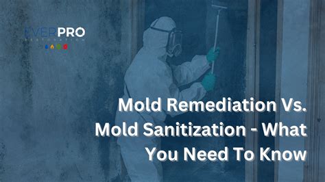 Mold Remediation What You Need To Know