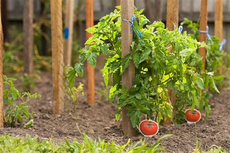 What To Do When Tomato Plants Stop Producing At Christopher Luebbert Blog What To Do When Tomato Plants Stop Producing At Christopher Luebbert Blog