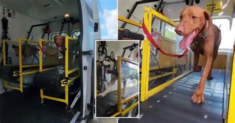 Woman Makes Mobile Dog Gym Complete With A Treadmill Metro News Woman Makes Mobile Dog Gym Complete With A Treadmill Metro News